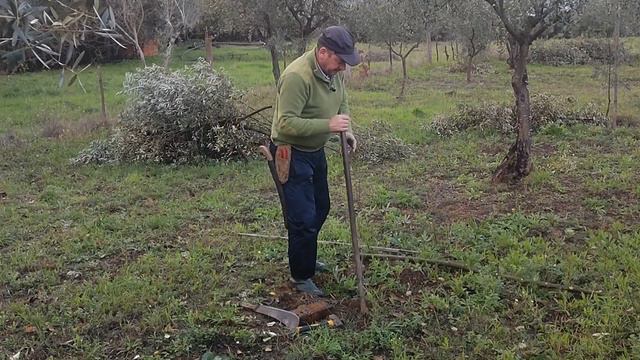 Como criar muda de oliveira por estaca, ramo @OlivalGrande смотреть онлайн