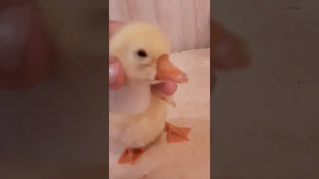 Кривая шея и шпагат у гусенка. Что делала я! смотреть онлайн