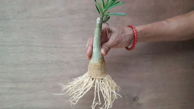 HOW TO GROW RADIAL ROOTS IN ADENIUM PLANT смотреть онлайн