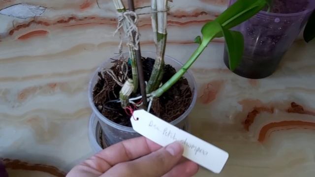 Ужас! Хотела показать результат активатора ОРХИДЕЙ, а нашла ? Столько ТРИПСА Я ЕЩЕ НЕ ВИДЕЛА !