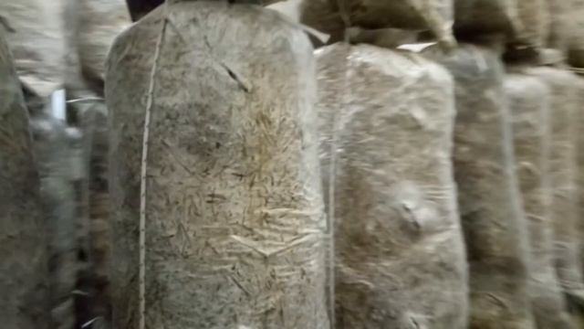 3 часть Выращивание грибов вешанки Еще один из способов заработать денег! смотреть онлайн