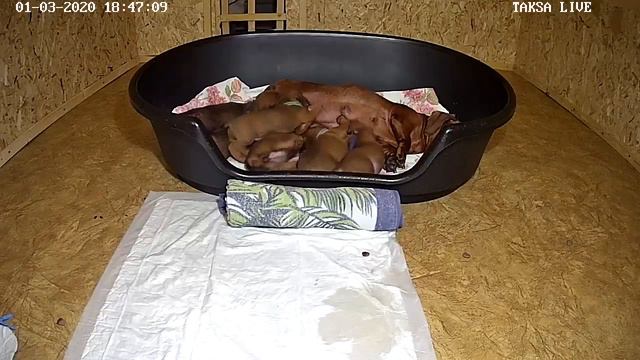 Питомник Я Такса 🔴DAY 25/1.Щенки таксы онлайн 🔴 Dachshund Puppies Online