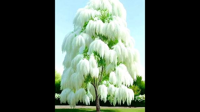 МАХА МОЛУ ЦВЕТЁТ КАЖДЫЕ 400 лет 2023 Цветок ПАГОДЫ смотреть онлайн