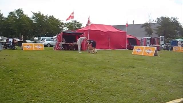 Show Årslev, Denmark Cha Cha got class winner and 2end best female смотреть онлайн