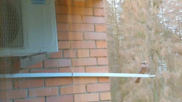 Сойки. Гнездо с птенцами на балконе за кондиционером смотреть онлайн