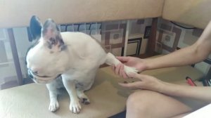 Как приучить собаку, щенка к стрижке когтей. Стрижем когти французскому бульдогу.