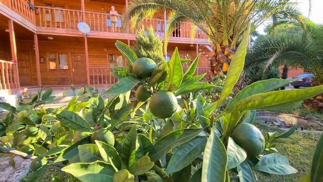 "Мандарин"1*гостевой дом, г. Новый Афон смотреть онлайн