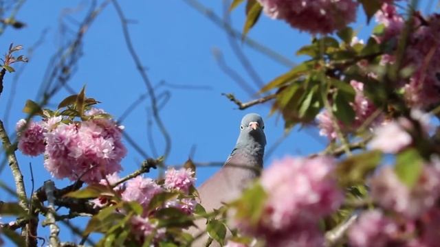 Летите, голуби, летите... Большой детский хор России