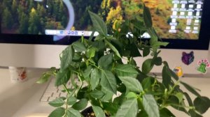 Реанимация РОЗЫ КОРДАНА после покупки