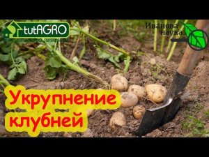 ОБДАЙТЕ БОТВУ КАРТОФЕЛЯ этим раствором против фитофторы и для увеличения урожая. ЖЕЛЕЗНАЯ обработка.