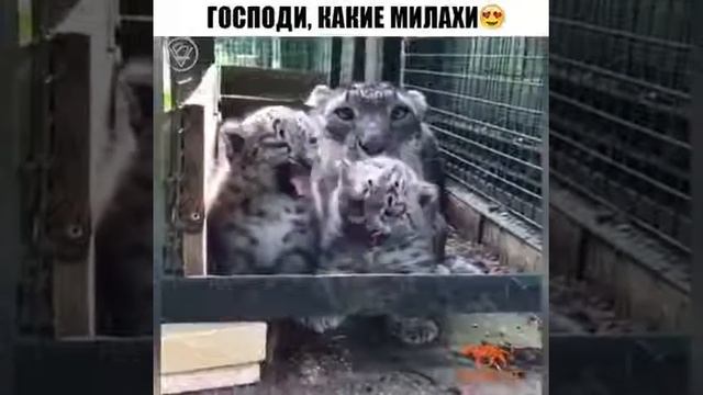 маленький хищник смотреть онлайн