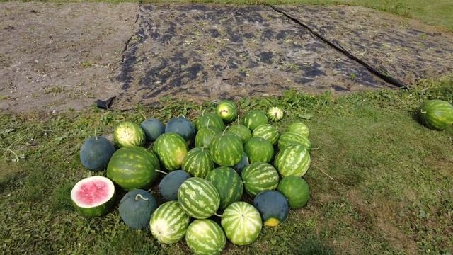 КТО СКАЗАЛ ЧТО В БЕЛАРУСИ НЕ РАСТУТ АРБУЗЫ/Дачная бахча/Тыквы/Яблоки/Беларусь/Минск/Ежедневный влог смотреть онлайн
