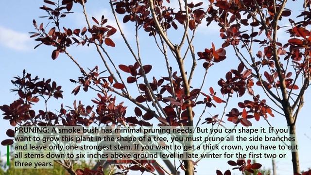 Cotinus - Smoke Tree Care - Red Leaves Bush In Spring смотреть онлайн