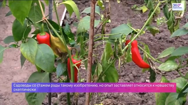 Умная теплица - WebMeteoBox эфир от 16.09.2015 смотреть онлайн