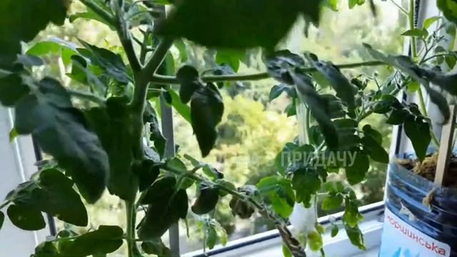 Лучшие сорта томатов для балконного выращивания. Мой огород на балконе. смотреть онлайн