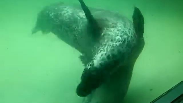 Шупики купаються и еще что то делают=)) Бельгия, парк "Парадис" смотреть онлайн