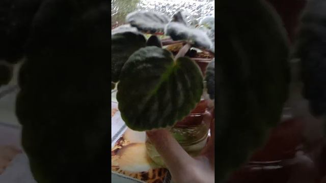 Фиалки смотреть онлайн