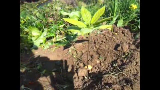 Semina e trapianto avocado - Fossacesia Marina смотреть онлайн