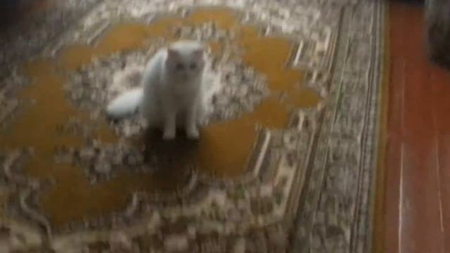 Как разазлиць турецкую Ангору Люску бога турцыи