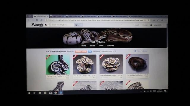 The ball python FIRE gene! смотреть онлайн