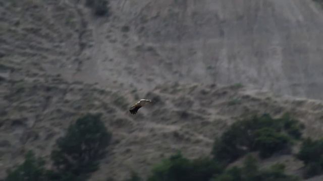 Стервятник (Neophron percnopterus) - Egyptian Vulture | Film Studio Aves смотреть онлайн