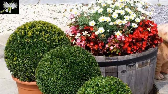 tipos de PODA CORRECTAMENTE, jardines en casa, Mi diario de jardin смотреть онлайн