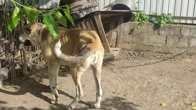 Тайсон чемпион Дагестана по тестовым испытанием в среднем весе. смотреть онлайн