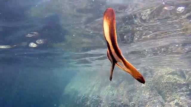 Глупая рыбка похожая на листик отвлекает наше внимание от другой раненной рыбки смотреть онлайн