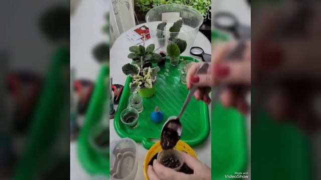 Сажаю фиалки🌺 смотреть онлайн