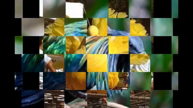 Самые красивые голуби МИРА ТОП10 смотреть онлайн