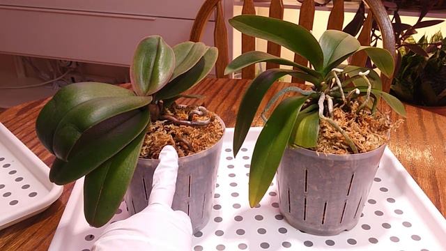 Фаленопсисы Пересадка смотреть онлайн