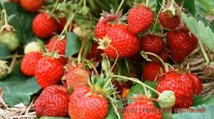 Земляника садовая Вечная весна (vechnaya vesna) ? обзор: как сажать, рассада земляники Вечная весна