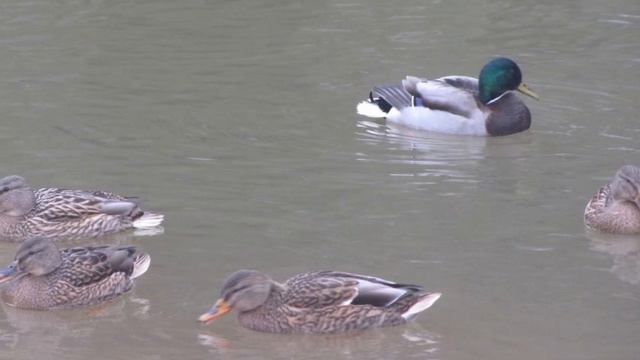 Камень поклонения смотреть онлайн