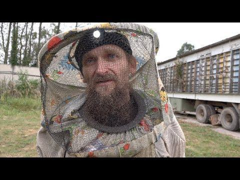 Борьба с пчелиным клещом варроа без химии с помощью термокамеры смотреть онлайн