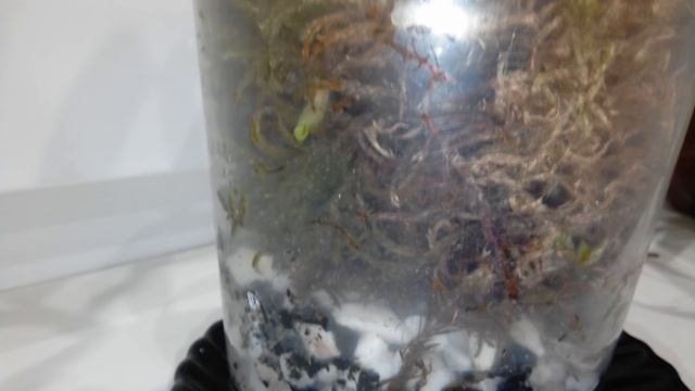 Самые неприхотливые орхидеи))Мои любимые дендры? смотреть онлайн