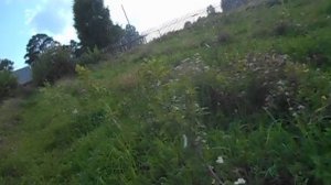 яблоня розовый налив