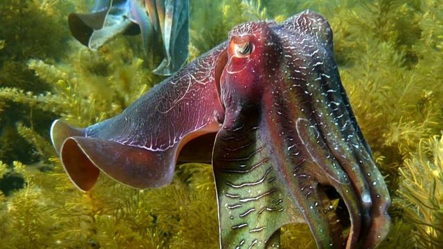 Каракатица - интересные факты