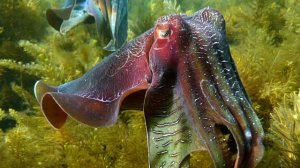 Каракатица - интересные факты