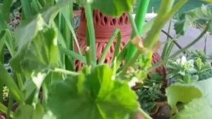 Герань зимой  Как правильно обрезать и ухаживать за цветком