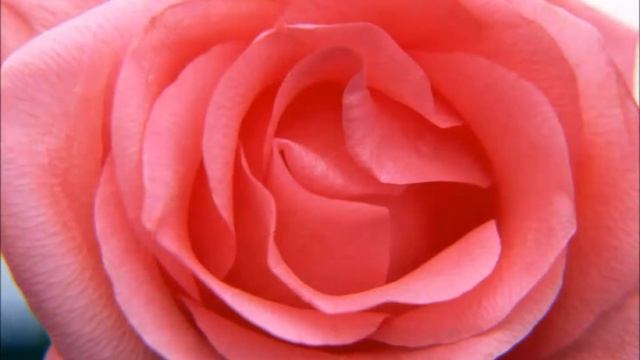 Примите Вы поклон от нас смотреть онлайн