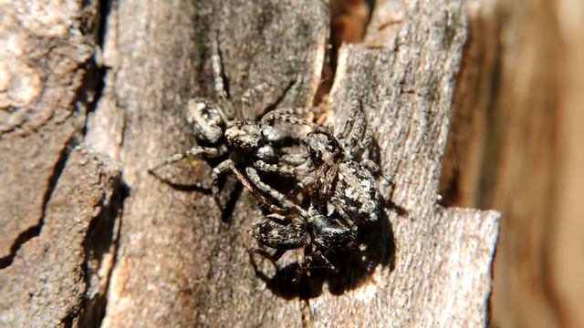 баловство скакунчиков смотреть онлайн