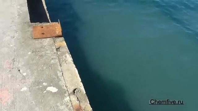 Черноморское побережье Пляж Чайка, Рапаны смотреть онлайн