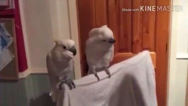 Попугай послушал и стал таким 🤣🤣🤣🤣🤣🤣🤣🤣🤣 смотреть онлайн
