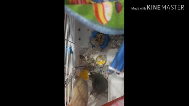 // ДЕКОРАТИВНЫЕ КРЫСЯТА// ОПИСАНИЕ КРЫСЯТ // ДОМАШНИЕ КРЫСЫ ??? // смотреть онлайн