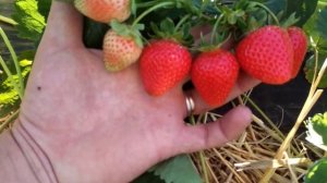 клубника сорт Априка.(наше мнение)