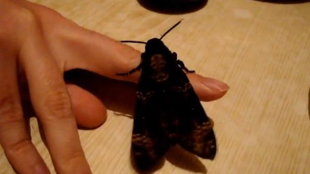 Бражник Мертвая Голова прогрев и взлет ( Acherontia Atropos )