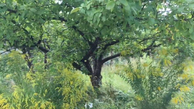 2017 08 25 солнечная дача смотреть онлайн