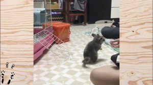 Дрессированные шиншиллы  (^ ᆺ ^) подборка