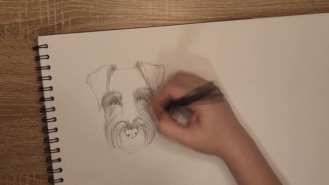 HOW TO DRAW SCHNAUZER!!! КАК НАРИСОВАТЬ ШНАУЦЕРА!!!