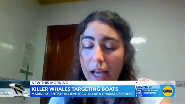 3 boats sunk after apparent coordinated orca attacks смотреть онлайн